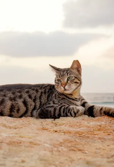 cat laying on a rock ocean in the background